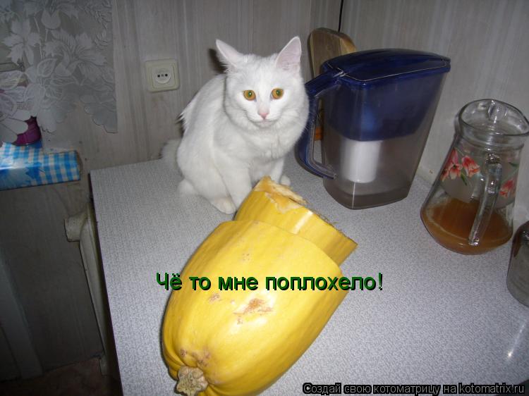 Котоматрица: Чё то мне поплохело!