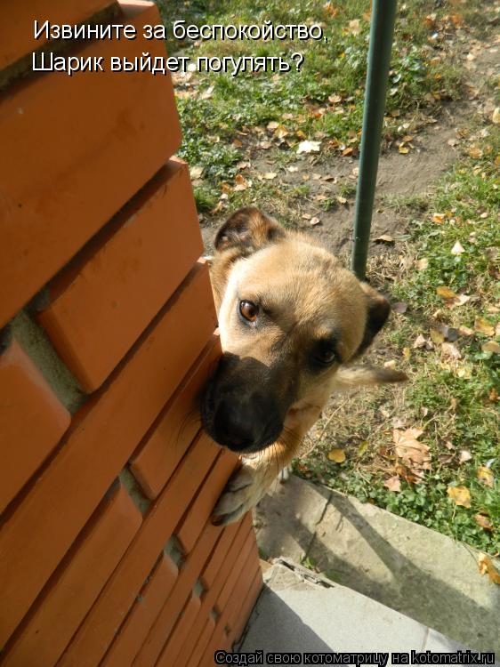 Котоматрица: Извините за беспокойство, Шарик выйдет погулять?