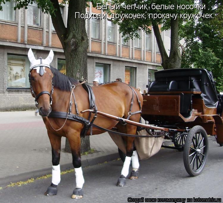 Котоматрица: Белый чепчик, белые носочки Подходи, дружочек, прокачу кружочек.