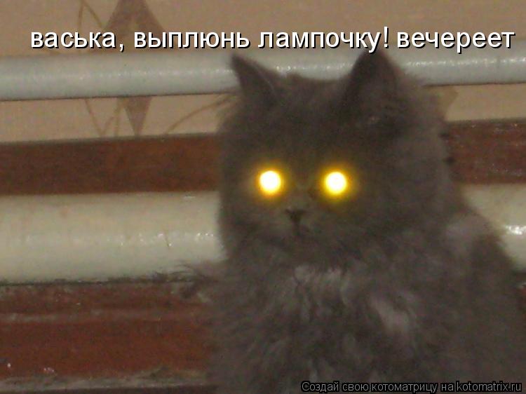 Котоматрица: васька, выплюнь лампочку! вечереет