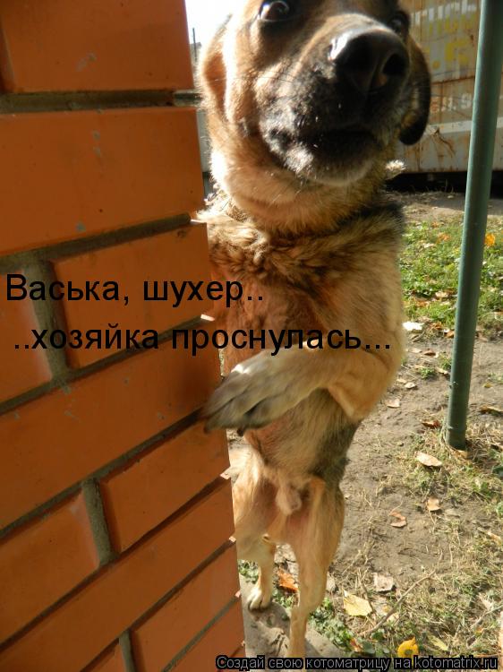 Котоматрица: Васька, шухер.. ..хозяйка проснулась...