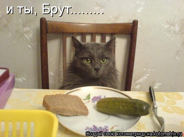 и ты, Брут............ Котоматрица: и ты, Брут.........