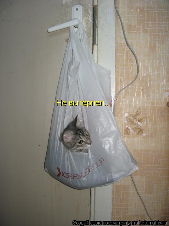 Котоматрица: Не вытерпел...