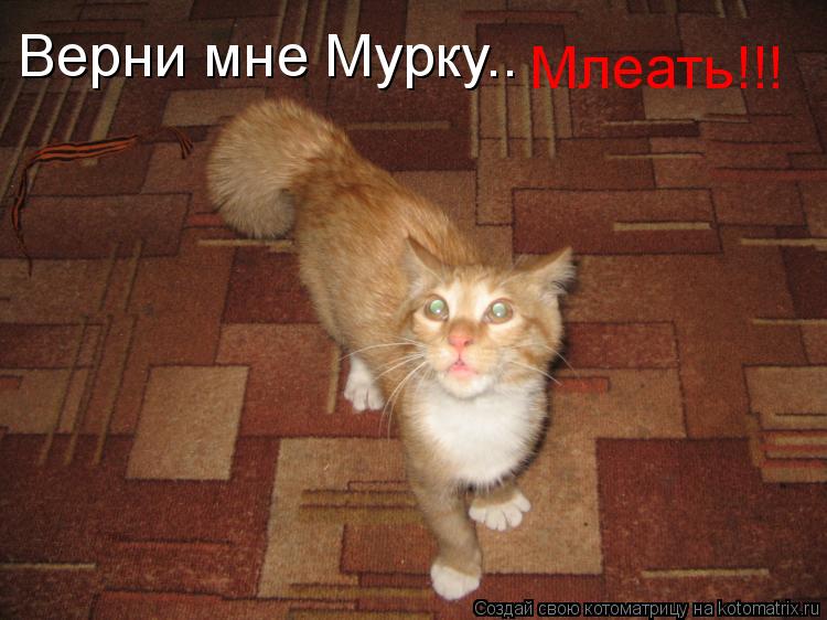 Котоматрица: Верни мне Мурку.. Млеать!!!