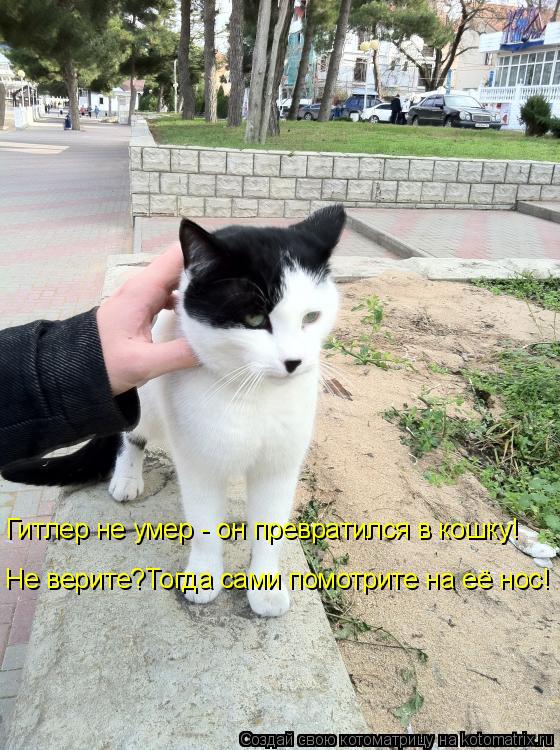 Котоматрица: Гитлер не умер - он превратился в кошку! Не верите?Тогда сами помотрите на её нос!