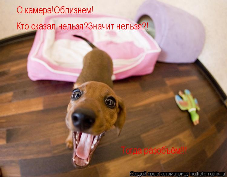 Котоматрица: О камера!Облизнем! Кто сказал нельзя?Значит нельзя?! Тогда разобъём!!!