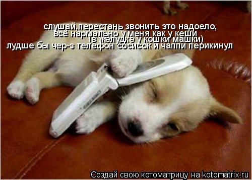 Котоматрица: слушай,перестань звонить это надоело, всё нармально у меня как у кеши  (в желудке у кошки машки) лудше бы чер-з телефон сосисок и чаппи перики