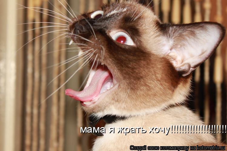 Котоматрица: мама я жрать хочу!!!!!!!!!!!!!!!!!!!!!!!!!!!!!!!!!!!!!!!!!!!