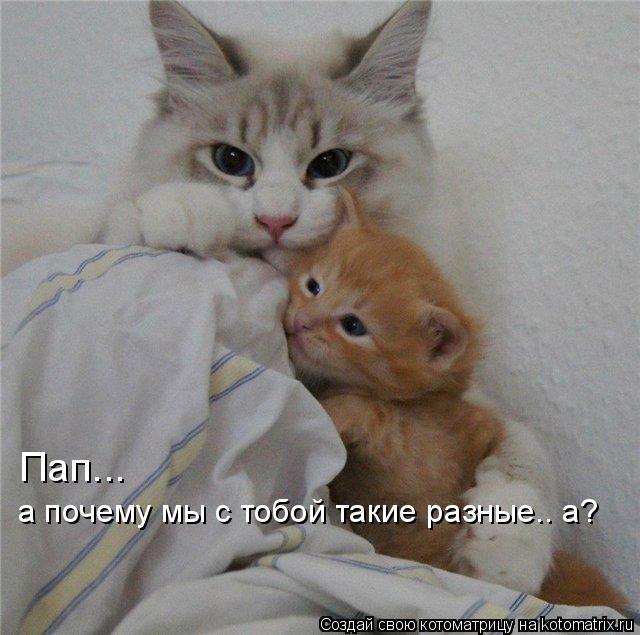 Котоматрица: Пап... а почему мы с тобой такие разные.. а?