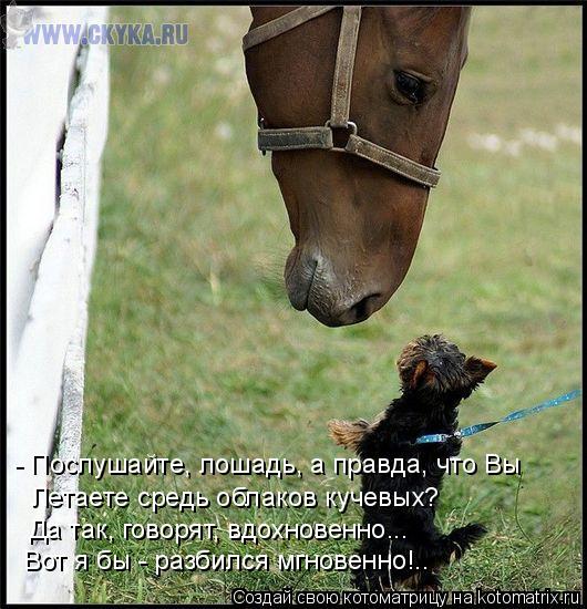- Послушайте, лошадь, а правда, что Вы Летаете средь облаков кучевых? Да так, говорят, вдохновенно...... Котоматрица: - Послушайте, лошадь, а правда, что Вы Летаете средь облаков кучевых? Да так, говорят, вдохновенно... Вот я бы - разбился мгновенно!..