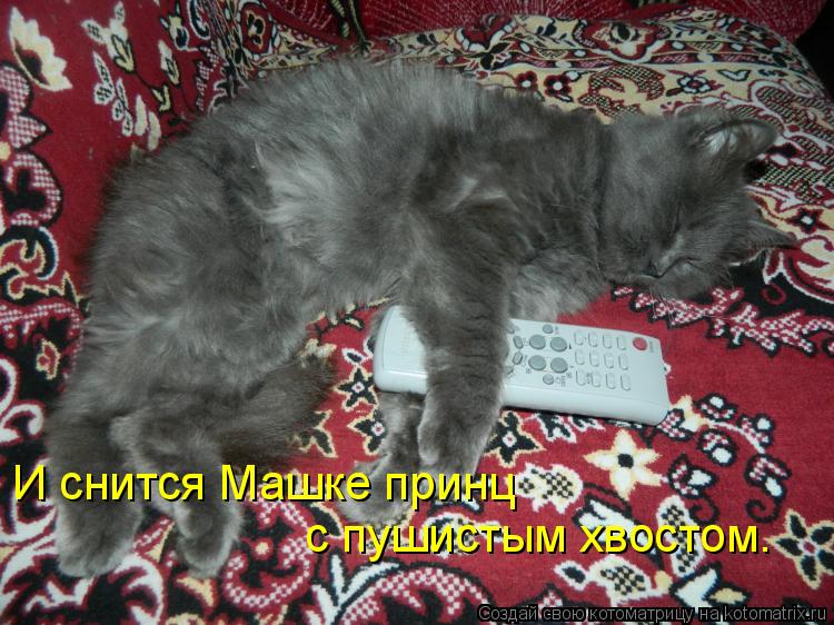 Котоматрица: И снится Машке принц с пушистым хвостом.