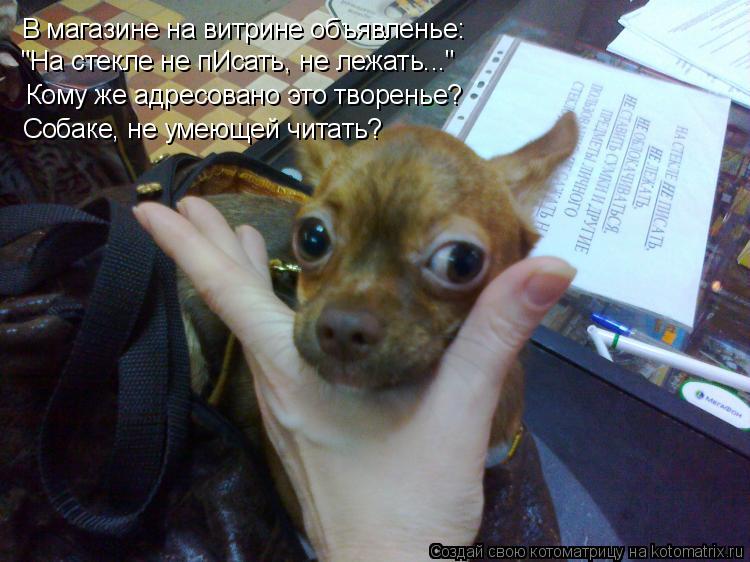 Котоматрица: В магазине на витрине объявленье: "На стекле не пИсать, не лежать..." Кому же адресовано это творенье? Собаке, не умеющей читать?