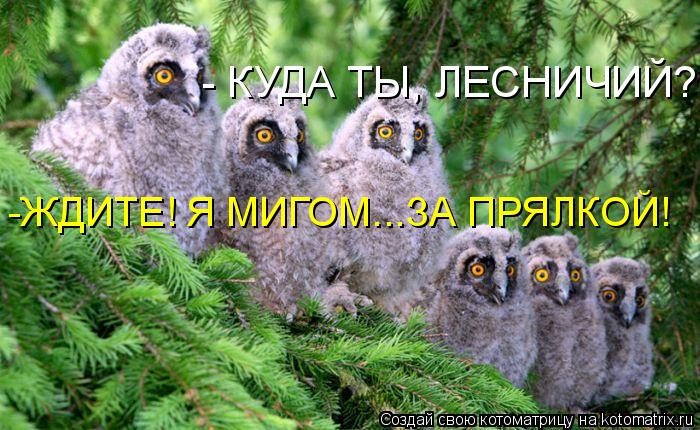 Котоматрица: -ЖДИТЕ! Я МИГОМ...ЗА ПРЯЛКОЙ! - КУДА ТЫ, ЛЕСНИЧИЙ?