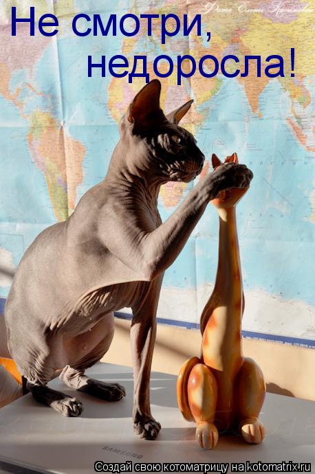 Котоматрица: Не смотри, недоросла!