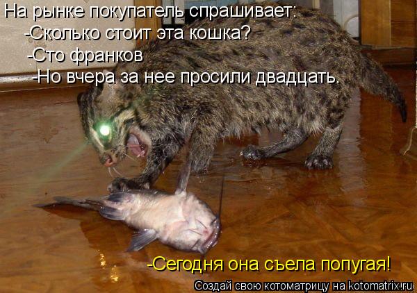 Котоматрица: На рынке покупатель спрашивает: -Сто франков -Сколько стоит эта кошка? -Но вчера за нее просили двадцать. -Сегодня она съела попугая!