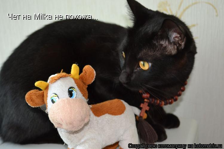 Котоматрица: Чет на Milka не похожа...