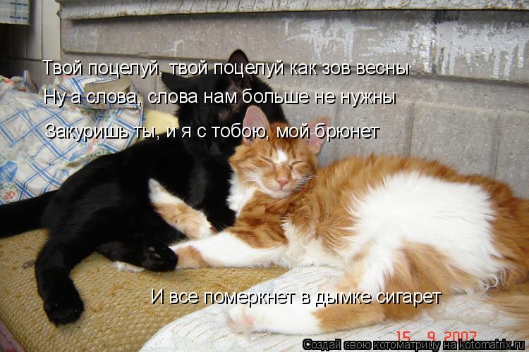 Котоматрица: Твой поцелуй, твой поцелуй как зов весны Ну а слова, слова нам больше не нужны Закуришь ты, и я с тобою, мой брюнет И все померкнет в дымке сиг