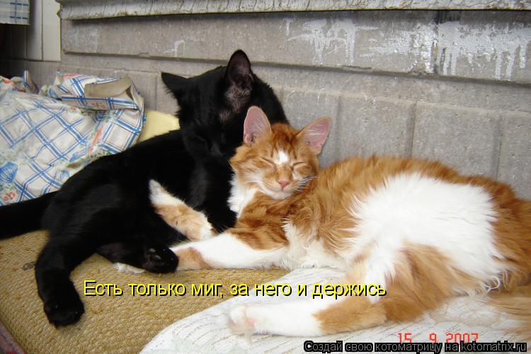 Котоматрица: Есть только миг, за него и держись