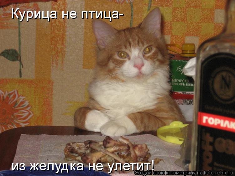 Курица не птица- из желудка не улетит!... Котоматрица: Курица не птица- из желудка не улетит!