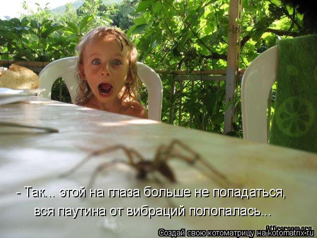 Котоматрица: - Так... этой на глаза больше не попадаться, вся паутина от вибраций полопалась...