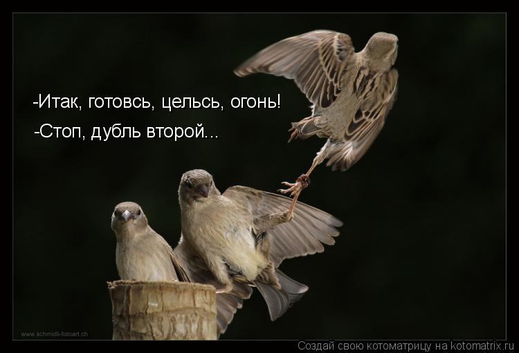Котоматрица: -Итак, готовсь, цельсь, огонь! -Стоп, дубль второй...