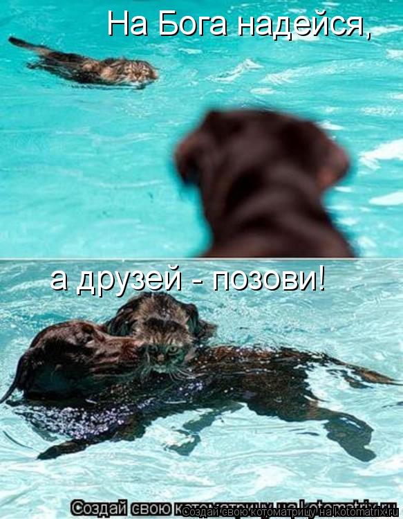 На Бога надейся, а друзей - позови!... Котоматрица: На Бога надейся, а друзей - позови!