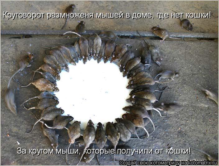 Круговорот размноженя мышей в доме, где нет кошки! За кругом мыши, которые получили от кошки!... Котоматрица: Круговорот размноженя мышей в доме, где нет кошки! За кругом мыши, которые получили от кошки!