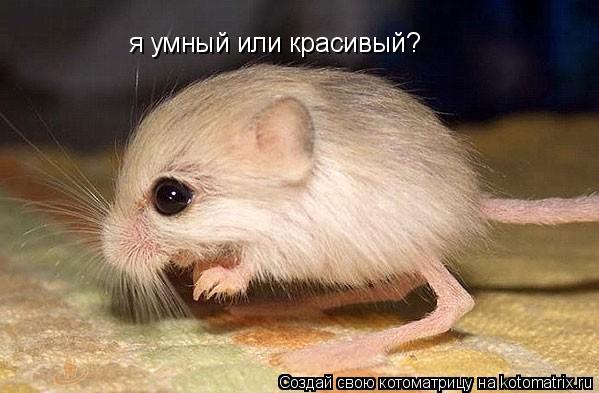 я умный или красивый?... Котоматрица: я умный или красивый?