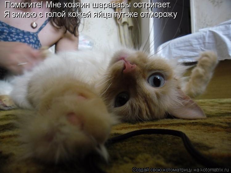 Помогите! Мне хозяин шаравары остригает Помогите! Мне хозяин шаравары остригает. Помогите! Мне хозяи... Котоматрица: Помогите! Мне хозяин шаравары остригает Помогите! Мне хозяин шаравары остригает. Помогите! Мне хозяин шаравары остригает. Я зимою с голой к