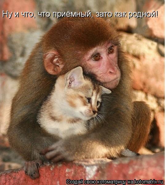 Ну и что, что приёмный, зато как родной!... Котоматрица: Ну и что, что приёмный, зато как родной!