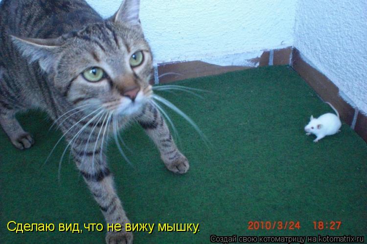 Сделаю вид,что не вижу мышку.... Котоматрица: Сделаю вид,что не вижу мышку.