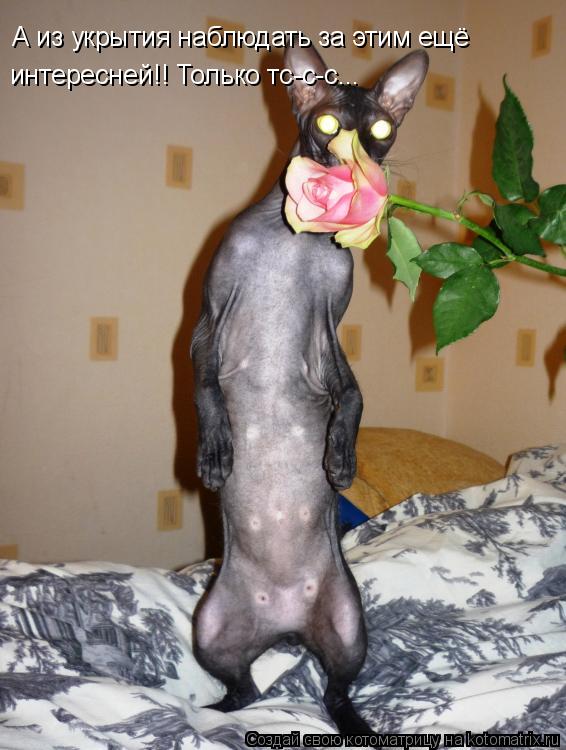 А из укрытия наблюдать за этим ещё интересней!! Только тс-с-с...... Котоматрица: А из укрытия наблюдать за этим ещё интересней!! Только тс-с-с...