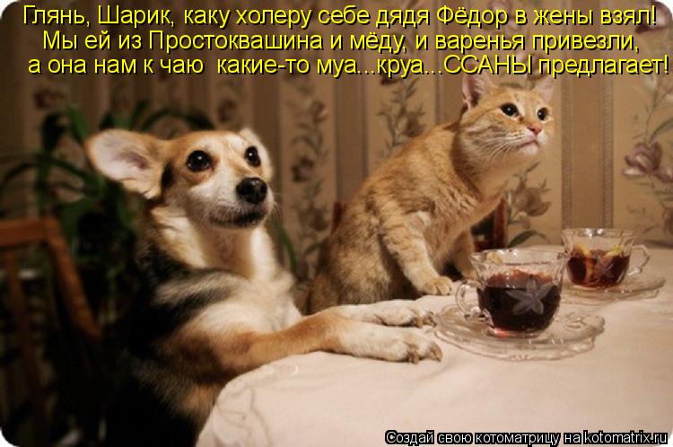 Глянь, Шарик, каку холеру себе дядя Фёдор в жены взял! Мы ей из Простоквашина и мёду, и варенья приве... Котоматрица: Глянь, Шарик, каку холеру себе дядя Фёдор в жены взял! Мы ей из Простоквашина и мёду, и варенья привезли, а она нам к чаю какие-то муа...круа...С