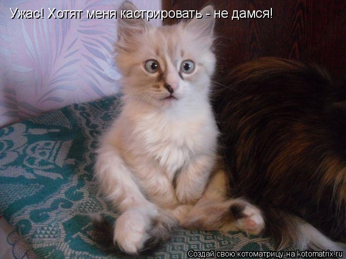Ужас! Хотят меня кастрировать - не дамся! Ужас! Хотят меня кастрировать - не дамся!... Котоматрица: Ужас! Хотят меня кастрировать - не дамся! Ужас! Хотят меня кастрировать - не дамся!