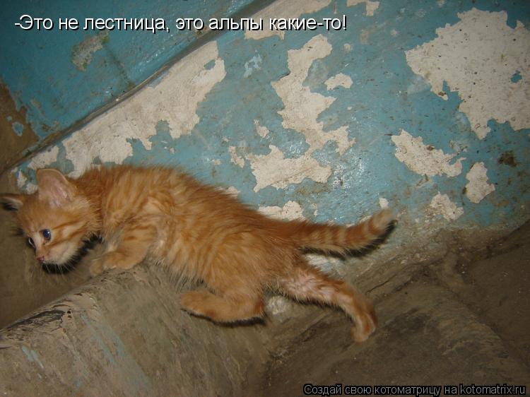 -Это не лестница, это альпы какие-то!... Котоматрица: -Это не лестница, это альпы какие-то!