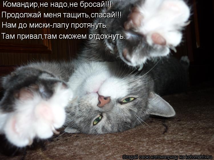 Командир,не надо,не бросай!!! Продолжай меня тащить,спасай!!! Нам до миски-лапу протянуть. Там привал... Котоматрица: Командир,не надо,не бросай!!! Продолжай меня тащить,спасай!!! Нам до миски-лапу протянуть. Там привал,там сможем отдохнуть.