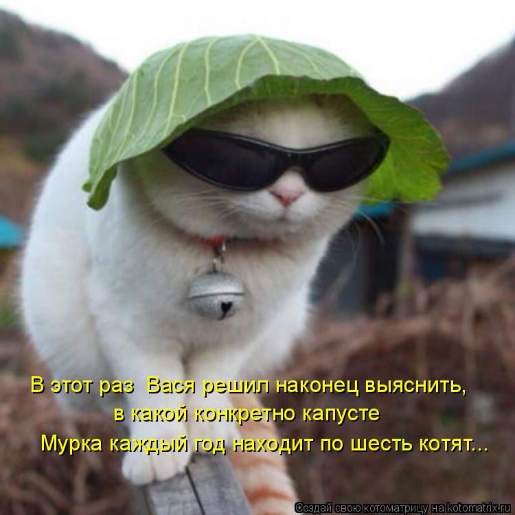 в какой конкретно капусте Мурка каждый год находит по шесть котят... В этот раз Вася решил наконец в... Котоматрица: в какой конкретно капусте Мурка каждый год находит по шесть котят... В этот раз Вася решил наконец выяснить,