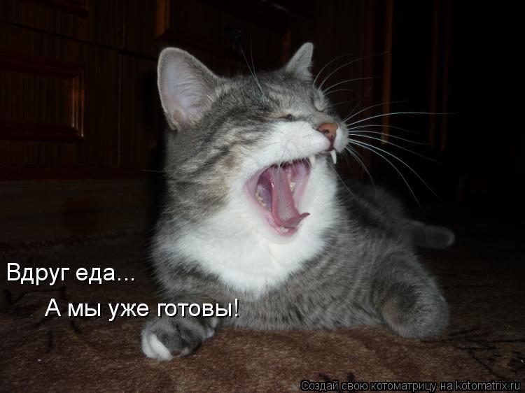 Вдруг еда... А мы уже готовы!... Котоматрица: Вдруг еда... А мы уже готовы!