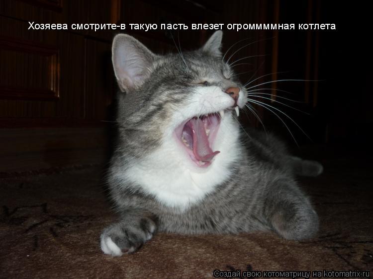 Хозяева смотрите-в такую пасть влезет огроммммная котлета... Котоматрица: Хозяева смотрите-в такую пасть влезет огроммммная котлета