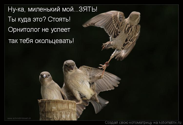 Ну-ка, миленький мой...ЗЯТЬ! Ты куда это? Стоять! Орнитолог не успеет так тебя окольцевать!... Котоматрица: Ну-ка, миленький мой...ЗЯТЬ! Ты куда это? Стоять! Орнитолог не успеет так тебя окольцевать!