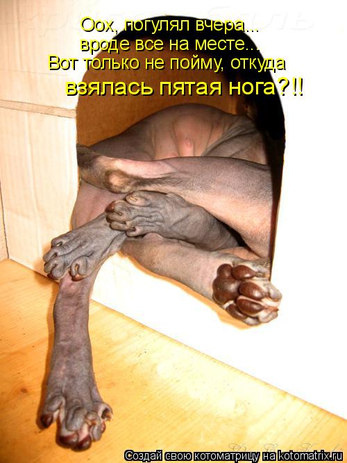 Оох, погулял вчера... вроде все на месте... Вот только не пойму, откуда взялась пятая нога?!!... Котоматрица: Оох, погулял вчера... вроде все на месте... Вот только не пойму, откуда взялась пятая нога?!!