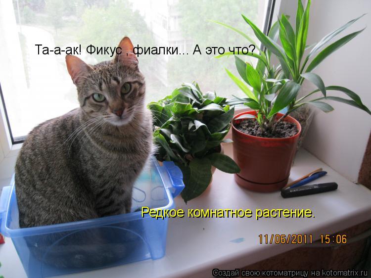 Та-а-ак! Фикус , фиалки... А это что? Редкое комнатное растение.... Котоматрица: Та-а-ак! Фикус , фиалки... А это что? Редкое комнатное растение.