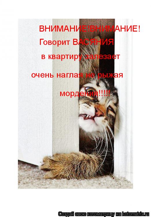 ВНИМАНИЕ!ВНИМАНИЕ! Говорит ВАСЯНИЯ в квартиру залезает очень наглая не рыжая мордения!!!!!... Котоматрица: ВНИМАНИЕ!ВНИМАНИЕ! Говорит ВАСЯНИЯ в квартиру залезает очень наглая не рыжая мордения!!!!!