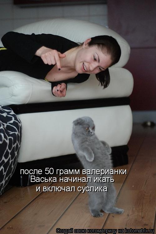 Котоматрица: после 50 грамм валерианки Васька начинал икать и включал суслика