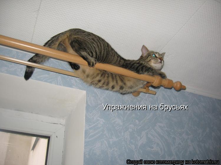 Упражнения на брусьях... Котоматрица: Упражнения на брусьях