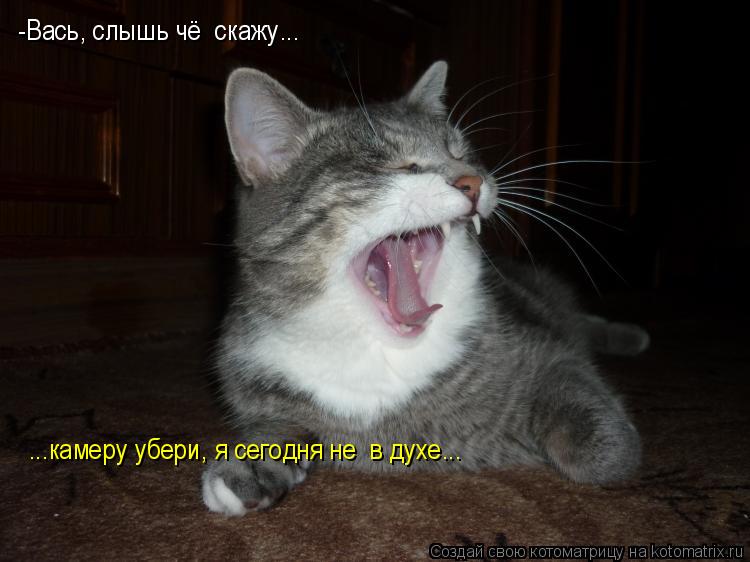 -Вась, слышь чё скажу... ...камеру убери, я сегодня не в духе...... Котоматрица: -Вась, слышь чё скажу... ...камеру убери, я сегодня не в духе...
