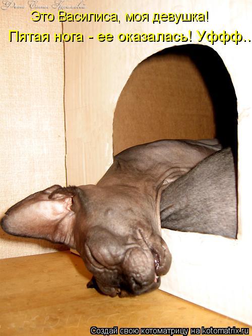 Это Василиса, моя девушка! Пятая нога - ее оказалась! Уффф...... Котоматрица: Это Василиса, моя девушка! Пятая нога - ее оказалась! Уффф...