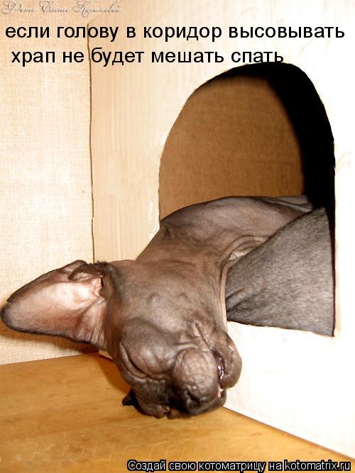 Котоматрица: если голову в коридор высовывать храп не будет мешать спать