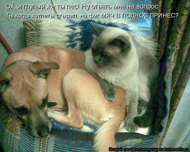 Котоматрица: Ох, и глупый же ты пес! Ну ответь мне на вопрос: Ты когда котлеты стырил, на фиг МЯЧ В ПОДНОС ПРИНЕС?