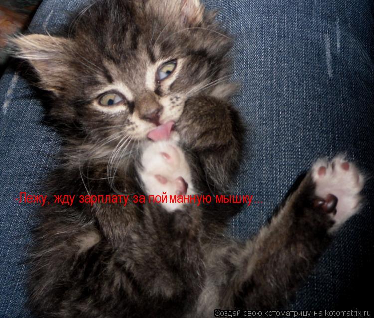 -Лежу, жду зарплату за пойманную мышку...... Котоматрица: -Лежу, жду зарплату за пойманную мышку...